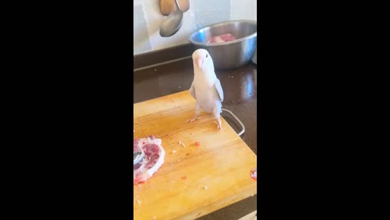 Bird adorably jumps every time its owner pounds meat in Heilongjiang, China