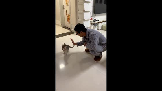 Cat performs impressive tricks under training in Hunan, China