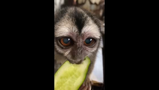 Night monkey enjoys cucumber snack at exhibition hall in Kusatsu Onsen, Japan