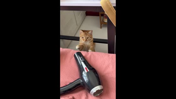 Cat taps hair dryer while leaning on bed in Shanxi, China