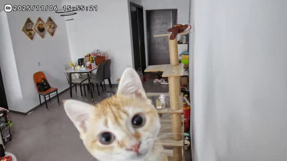 Cat curiously interacts with CCTV camera in Zhejiang, China
