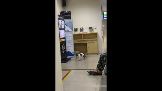 Cat carries kitten through health care center in Central Jakarta