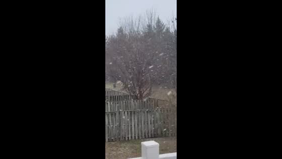 Steady winter snowfall in Aldie, Virginia, USA