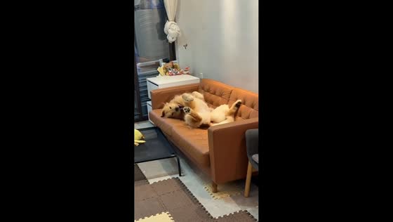 Playful Golden Retriever hilariously tumbles from couch onto dog bed in New York, USA