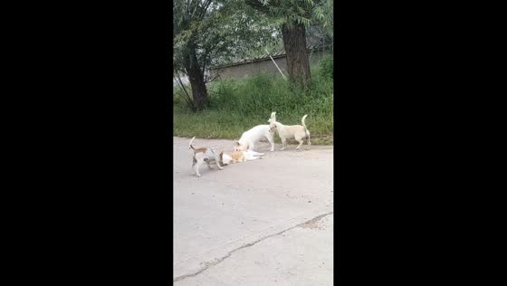Dogs playfully surround unbothered cat in Inner Mongolia, China