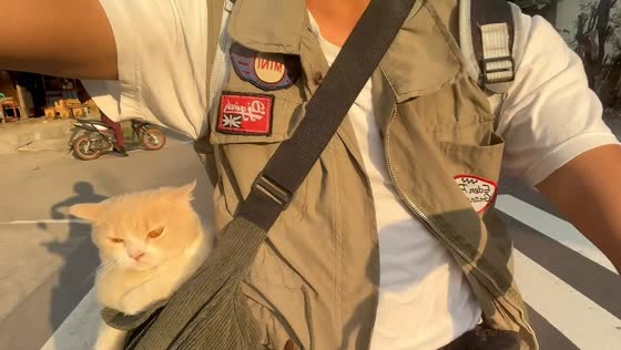 Cat peacefully enjoys afternoon ride from cozy sling bag in North Lombok, Indonesia