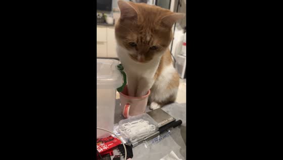 Cat rests with paws in cup in Sichuan, China
