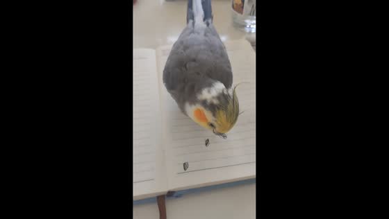 Cockatiel reacts to drawn seeds in Jiangsu, China