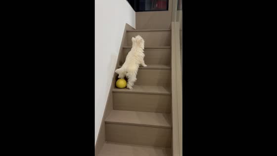 Playful dog slips down the stairs after stepping on a rolling fruit in Guangdong, China