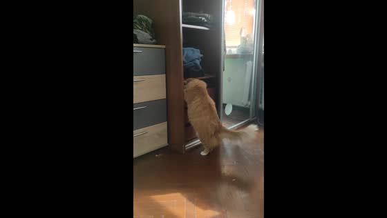 Cat caught climbing into closet
