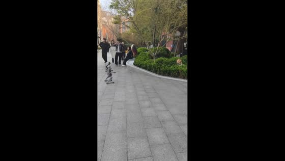 Golden Retriever hides from robot dog encounter in Hebei, China