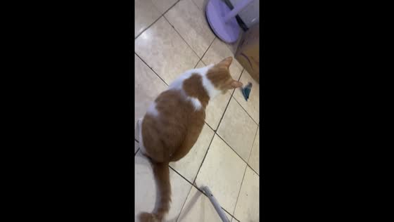 Cat and lovebird playfully scuffle in Jiangsu, China