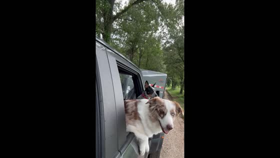 Dog bliss: driving down dirt roads