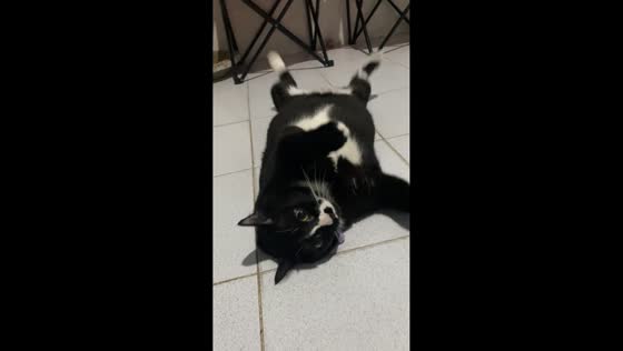 Cat’s funny reaction to owner’s cough in Bangkok, Thailand