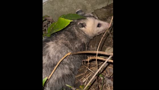 Possum caught digging under house in Douglas, Massachusetts