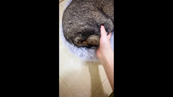 Stubborn groundhog refuses to wake up in Guangdong, China