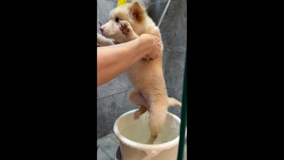 Puppy calmly enjoys first bath in Zhejiang, China