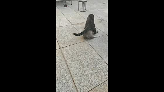 Cat rides puppy during playful scuffle in Sichuan, China