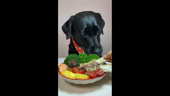 Dog enjoys variety-filled homemade meal in Hunan, China
