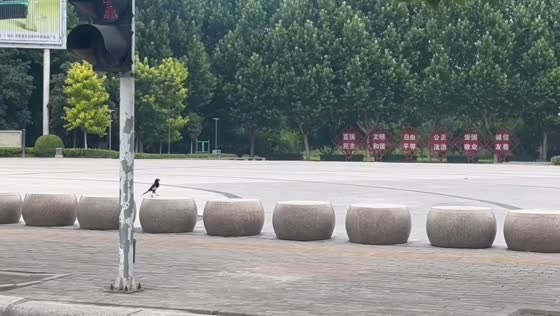Playful bird hops across stone road in Henan, China