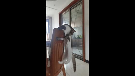 Playful cat hilariously pushes kitten off chair in Shandong, China