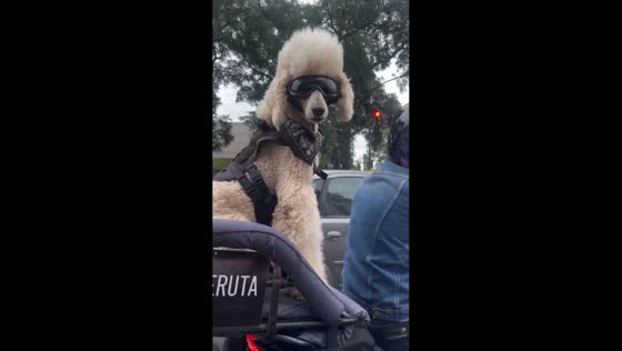 Dog seen chilling on motorcycle in Buenos Aires, Argentina