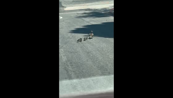 Adorable duck crossing surprises driver in Los Angeles, California, USA