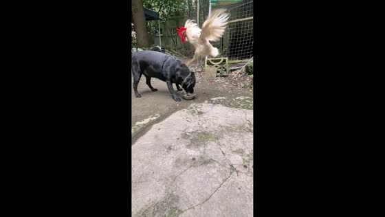 Playful rooster and dog chase in Sichuan, China