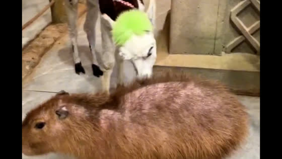Alpaca enjoys chewing on capybara's hair in Jiangsu