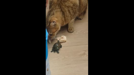 Turtle snatches piece of cat's food and crawls away in Hebei, China