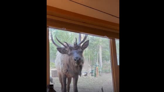 Deer peers through glass in Evergreen, Colorado