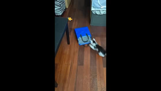 Cat rushes into upright bag dropped flat on the floor in Shanghai, China