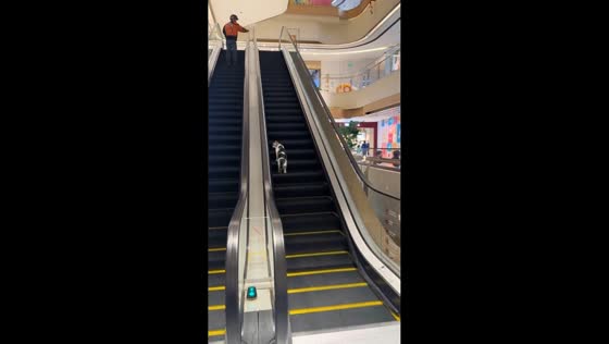 Cat walks up downward escalator before switching direction in Shanghai, China