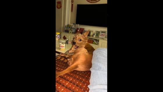 Dog accidentally bites its own foot while yawning in Guangdong, China