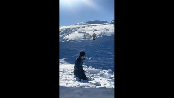 Fox cautiously explores snowy area in Shaanxi, China