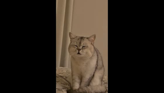 Cat dozes off while sitting on bed in Hubei, China