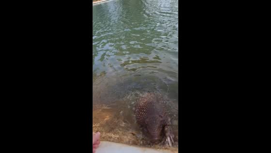 Armadillo rescued from pond in Araguari, Minas Gerais, Brazil