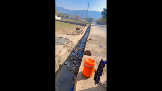 Two dogs try to save puppy from drainage in Kotli, Pakistan