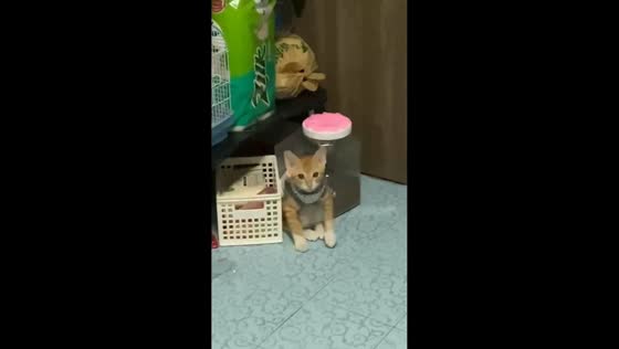 Kitten’s unusual sitting posture amuses owner in Bang Na, Thailand