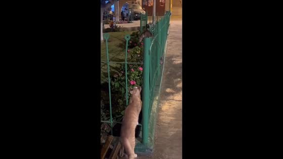Cat patiently waits as mouse jumps across fence in Miraflores, Peru