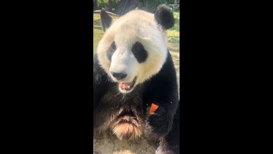 Large panda enjoys carrot in Hubei, China