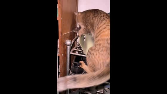 Cat chases and captures a mouse in Guangxi, China