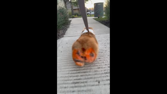 Dwight shows off pumpkin-themed dyed booty in Harker Heights, Texas, USA