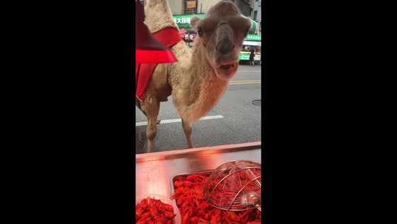 Camel enjoys a snack from street vendor in Hunan, China