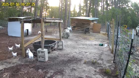 Woman trips and spills pail while working on a farm in Cameron, North Carolina, USA