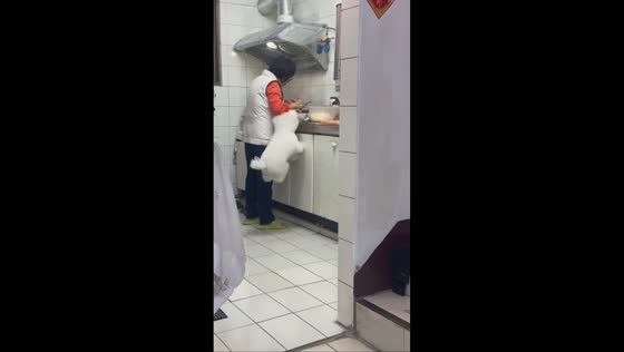Dog excitedly jumps while waiting for food in Chaozhou, Taiwan