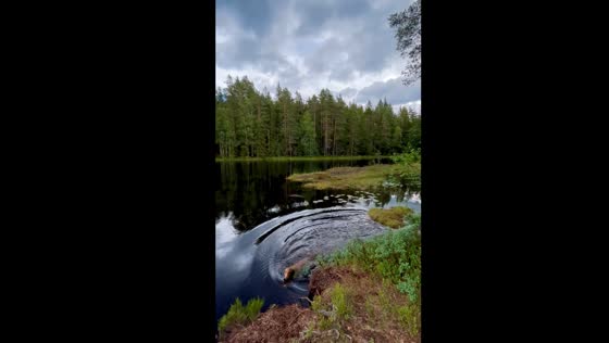 Dog falls into water while playing at waters edge in Oslo, Norway