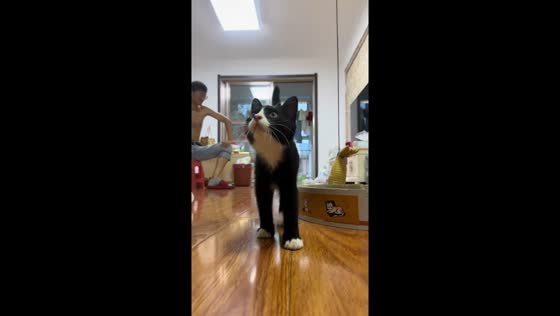 Funny cat startled and falls onto pet bed in Shandong, China
