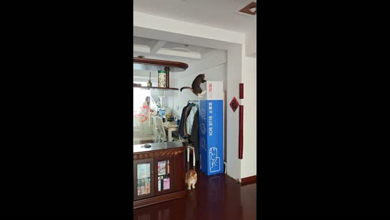 Cat’s jump onto tall box ends in funny tumble in Heilongjiang, China