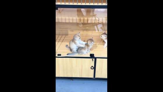 Kitten gives adorable back massage to friend in Shaanxi, China